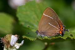 David Plant Photography - Wildlife Photography - White letter hairstreak - L